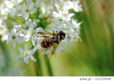 ニラの花 12220946