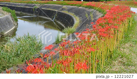 矢勝川沿いの彼岸花 12221027