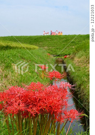 矢勝川沿いの彼岸花 矢勝川沿いの彼岸花 12221033