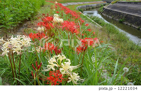 矢勝川沿いの彼岸花 矢勝川沿いの彼岸花 12221034