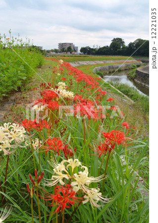 矢勝川沿いの彼岸花 12221035