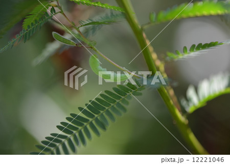 ツマグロキチョウの幼虫 ツマグロキチョウの幼虫 12221046