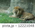 寝そべるライオン 12221048