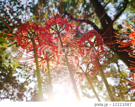 彼岸花０４ 12221087