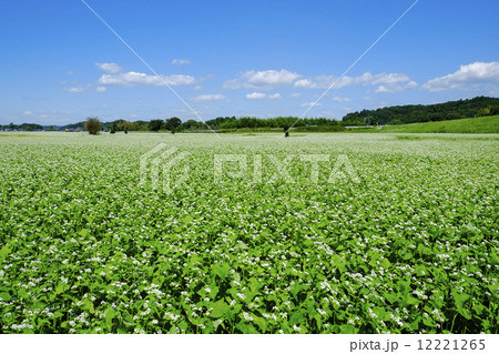 ソバの花畑 12221265