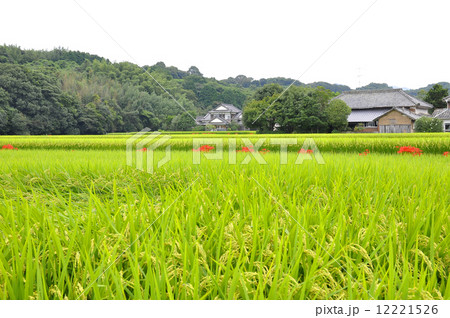 宇佐の田園風景 12221526
