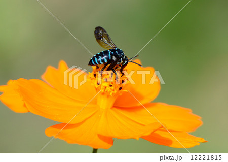 青い蜂 青い蜂 12221815