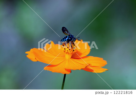 青い蜂 青い蜂 12221816