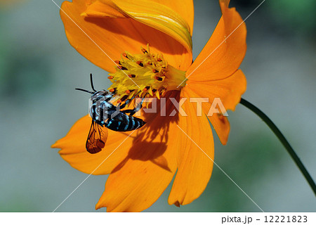 青い蜂 青い蜂 12221823