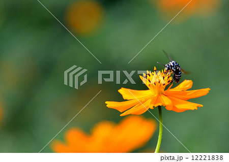 青い蜂 青い蜂 12221838