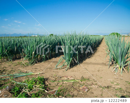 ネギ畑 ネギ畑 12222489