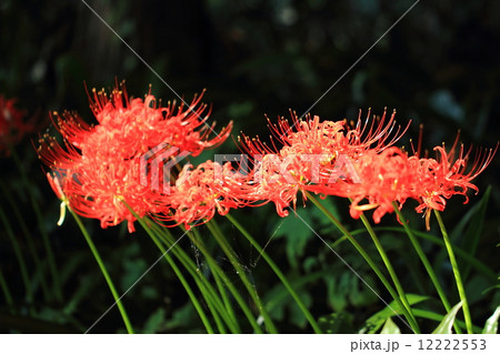 秋の朝倉遺跡 12222553