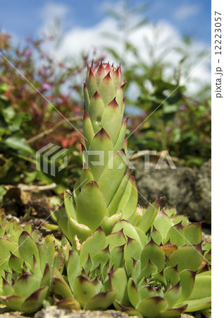 A succulent fleshy seedum plant, with a tall centre. Surface view, close up. 12223057