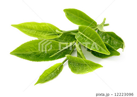 tea leaf 12223096