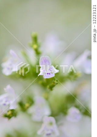 カラミンサ 12223121