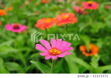 Isolate zinnia in garden 12223372