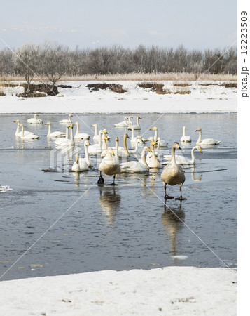 河氷を渡る白鳥(縦・川) 河氷を渡る白鳥(縦・川) 12223509
