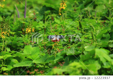 高山植物と蝶 12223937