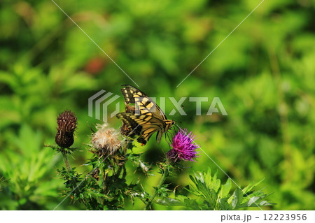 高山植物と蝶 12223956
