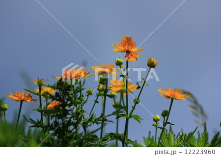 キンバイソウ 12223960