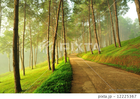 The Misty pine forest at North of Thailand The Misty pine forest at North of Thailand 12225367