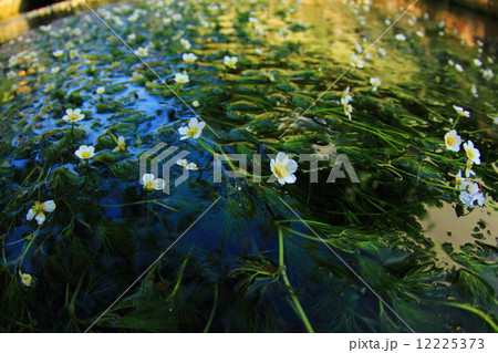 醒ヶ井宿の梅花藻 12225373