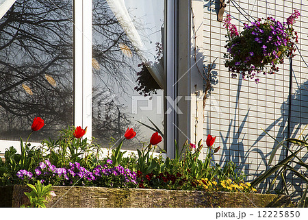 春のガーデニング 花壇の写真素材