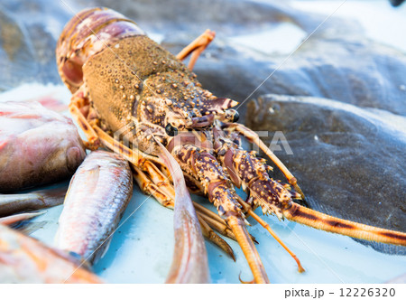 Lobster close-up 12226320