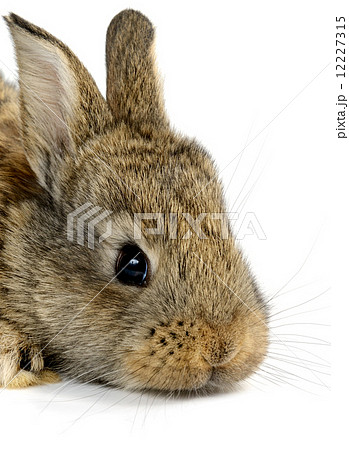 little rabbit little rabbit 12227315
