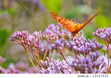 ツマグロヒョウモンと藤袴 12227435