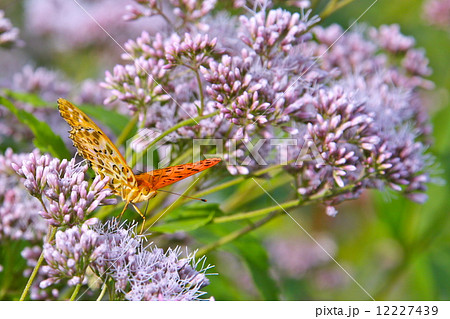 ツマグロヒョウモンと藤袴 ツマグロヒョウモンと藤袴 12227439
