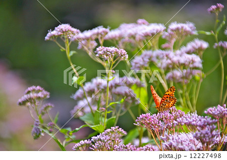 ツマグロヒョウモンと藤袴 12227498
