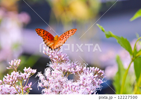 ツマグロヒョウモンと藤袴 12227500
