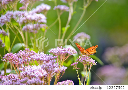 ツマグロヒョウモンと藤袴 12227502