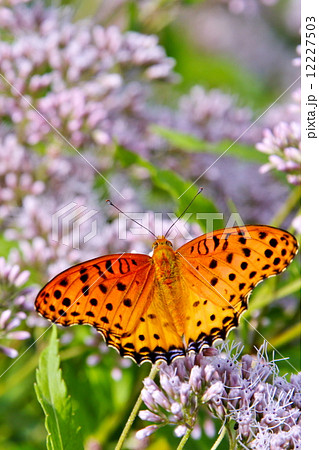 ツマグロヒョウモンと藤袴 12227503