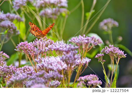 ツマグロヒョウモンと藤袴 12227504