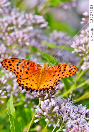 ツマグロヒョウモンと藤袴 12227508