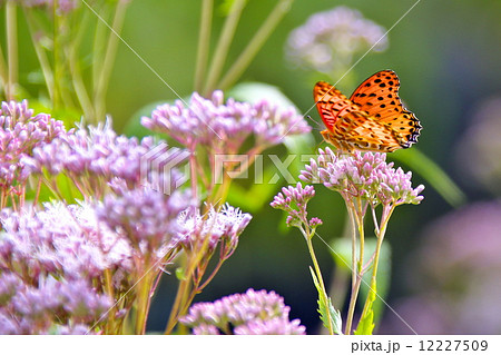 ツマグロヒョウモンと藤袴 12227509
