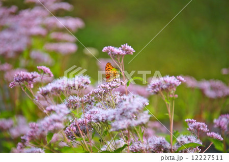 ツマグロヒョウモンと藤袴 12227511