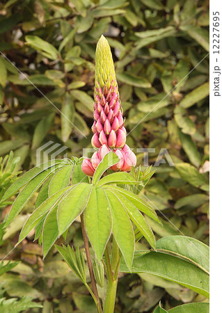 A strange plant lupine of bizarre elongated shape with pink fleshy buds and large green leaves 12227695