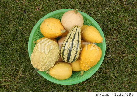 Decorative yellow pumpkins collected from a bush in a light-green basket for onward transportation 12227696