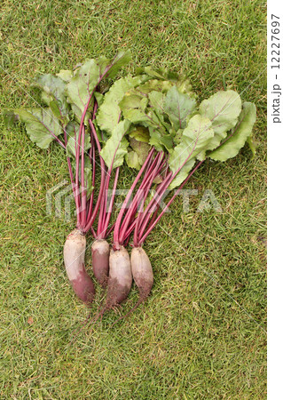 Washed beets with tops from a garden-bed on the green grass 12227697