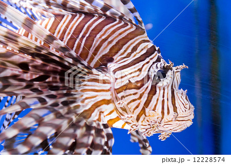 Aquarium fish 12228574