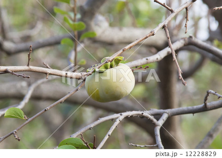柿の実 12228829