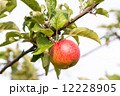 Apple at Tree in Sunlight 12228905