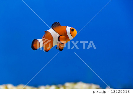 Clown fish Clown fish 12229518
