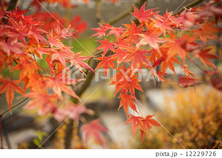 Colorful autumn maple trees in Japan 12229726