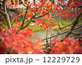 Colorful autumn maple trees in Japan 12229729