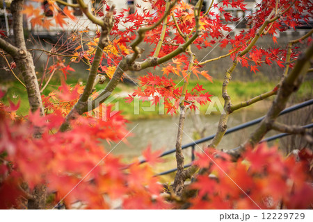 Colorful autumn maple trees in Japan 12229729