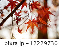 Colorful autumn maple trees in Japan 12229730